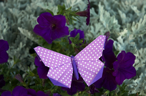 A Butterfly for Doris Asano