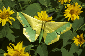 A Butterfly for Russell Cashdollar
